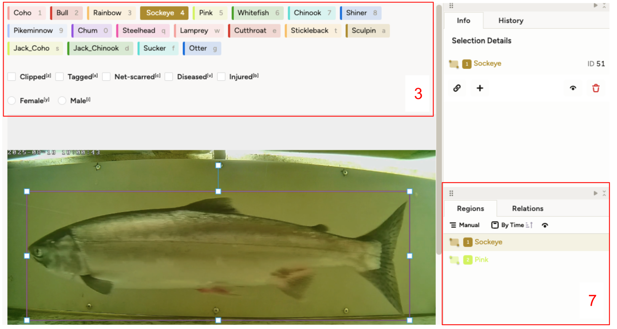 Wrongly identified fish