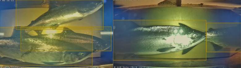 Avoiding overlapping bounding boxes