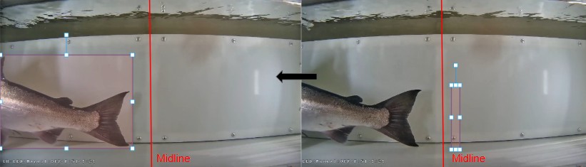 Fish appearing over the midline