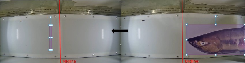 Fish disappearing prior to crossing the midline